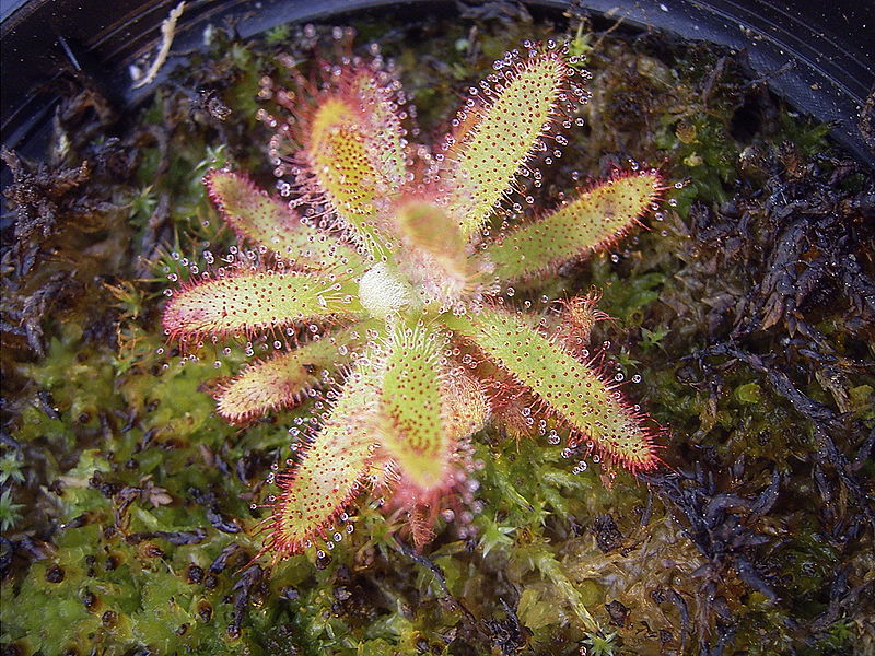 File:Drosera graomogolensis habitus.jpg