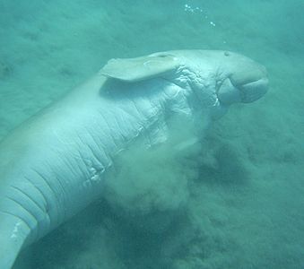 Dugong - underide.jpg