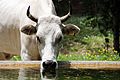 * Nomination: white cow. By User:Anila amataj --Liridon 15:54, 20 July 2023 (UTC) * * Review needed