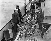 K Knudsen, Michael Puhl, Robert Ellis an John Gratton on board the Hinemoa alongside a wooden frame of what had been a canvas boat (coracle) Dundonald-oracle.jpg