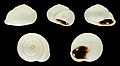 * Nomination Shell of a Moroccan land snail, Dupotetia alabastra --Llez 05:31, 6 July 2019 (UTC) * Promotion  Support Good quality.--Famberhorst 05:38, 6 July 2019 (UTC)