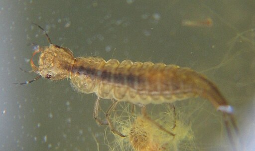 Dytiscidae larva