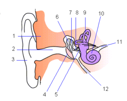 1. rotsbeen Buitenoor: 2. gehoorgang 3. oorschelp Middenoor: 4. trommelvlies 5. ovaal venster 6. hamer 7. aambeeld 8. stijgbeugel 12. buis van Eustachius Binnenoor: 9. labyrint 10. slakkenhuis 11. gehoorzenuw