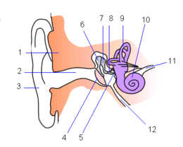 Trommelvlies - Wikipedia