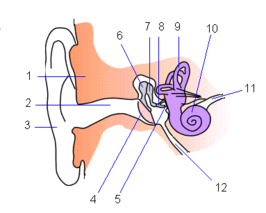 Ear-anatomy.png