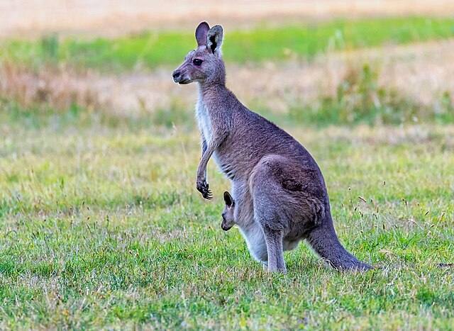 カンガルー - Wikipedia