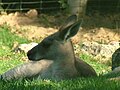 Eastern Grey Kangaroo 06.jpg