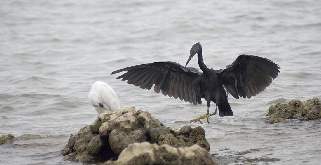 Egretta sacra