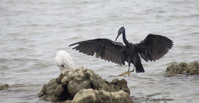The Pacific reef heron has two colour morphs, the light and the dark.