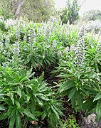 Echium callithyrsum kz1.JPG