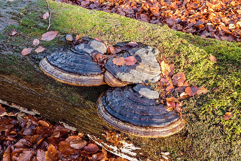 File:Echte tonderzwam (Fomes fomentarius) 25-12-2020 (actm.) 05.jpg