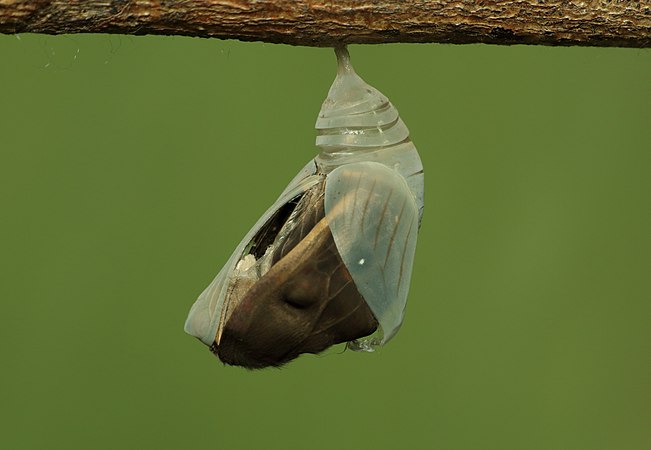 Eclosion of Melanitis leda leda (Oriental Common Evening Brown)