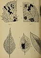 Eesti Looduseuurijate Seltsi aastaraamat (1912) (20992896880).jpg
