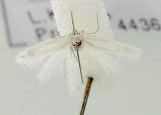 <i>Elachista rutjani</i> Species of moth