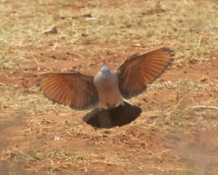 File:Emerald-spotted Wood Dove (Turtur chalcospilos).jpg