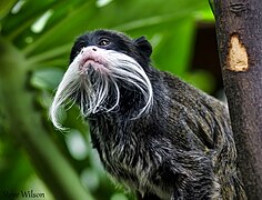 Amazon rainforest - Wikipedia
