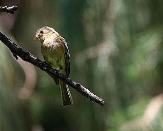 Buff-breasted flycatcher Species of bird