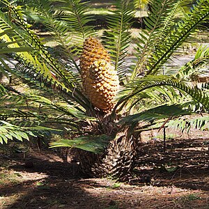 Encephalartos sp.