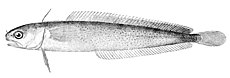 Enchelyopus cimbrius.jpg