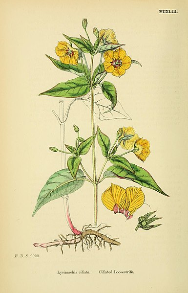 File:English botany, or, Coloured figures of British plants (1863) (14577838368).jpg