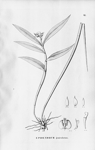 <i>Epidendrum geniculatum</i> Species of orchid