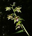 Epipactis neglecta Germany - Hohenlohe