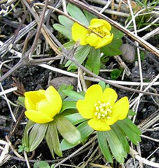 Billede af Erantis (Eranthis hyemalis).