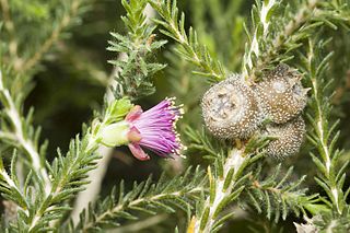 <i>Eremaea purpurea</i> Species of flowering plant