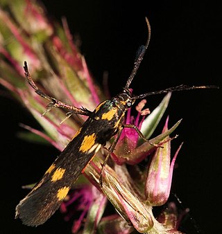 <i>Eretmocera syleuta</i> Species of moth