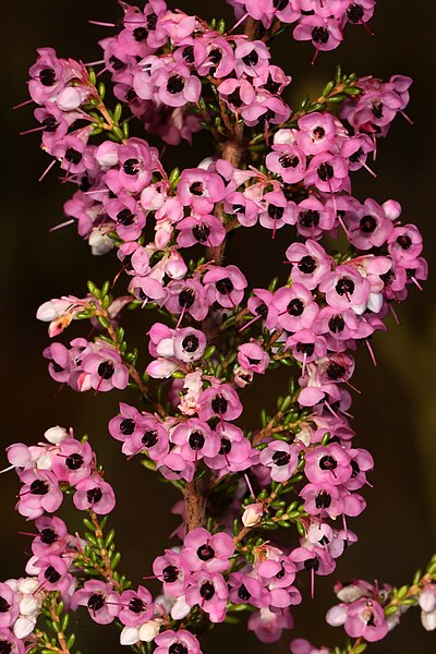 File:Erica melanthera 5Dsr 8516.jpg