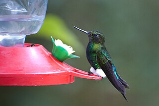 Glowing puffleg Species of bird