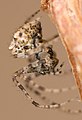 Weibchen des Vierhöcker-Spinnenfressers (E. aphana)