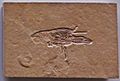 Fossile di Eryma punctatum