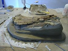 Etruridelphis giulii durante le prime fasi di restauro