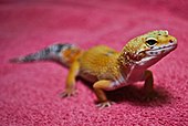 A pet leopard gecko. Note the coloration has diverged from the drab spotted wild type due to selective breeding. Eublepharis macularius 01.jpg