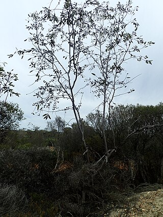 <i>Eucalyptus desmondensis</i> Species of eucalyptus