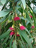 Miniatura para Eucalyptus leucoxylon