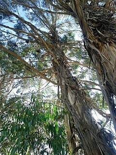 <i>Eucalyptus nobilis</i> Species of plant