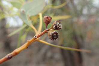 fruit Eucalyptus rhombica fruit.jpg