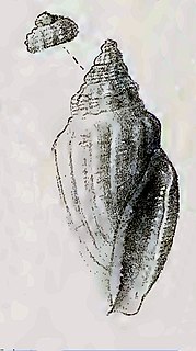 <i>Eucithara duplaris</i> Species of gastropod