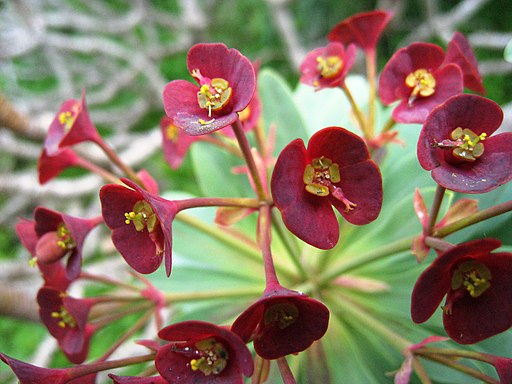 Euphorbia atropurpurea 2