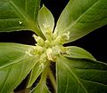 Euphorbia dentata