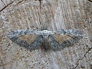 Eupithecia icterata.jpg