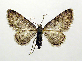 Eupithecia Inturbata