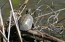 European Pond Turtle (Emys orbicularis) (26022115821).jpg
