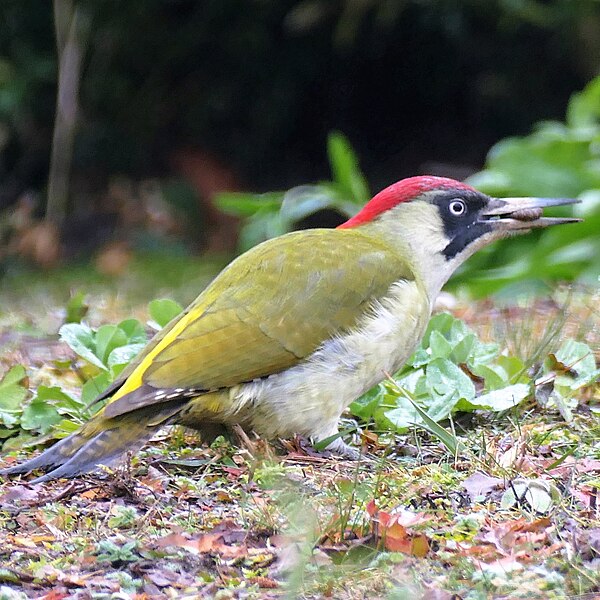 File:European green woodpecker eating.jpg