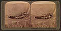 Stereofotografie (veröffentlicht 1902) eines durch Zugtiere angetriebenen Mähdreschers