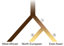 A speculative framework for the evolutionary history underlying current-day phenotypic variation in human skin pigmentation based on the similarities and differences found in various genotypes. Evolutionary model of human pigmentation in three continental populations.png