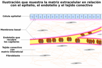 Matriz extracelular