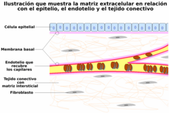 Extracellular Matrix-es.png